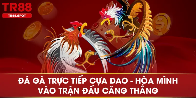 Đá Gà Trực Tiếp Cựa Dao Hòa Mình Vào Trận Đấu Căng Thẳng