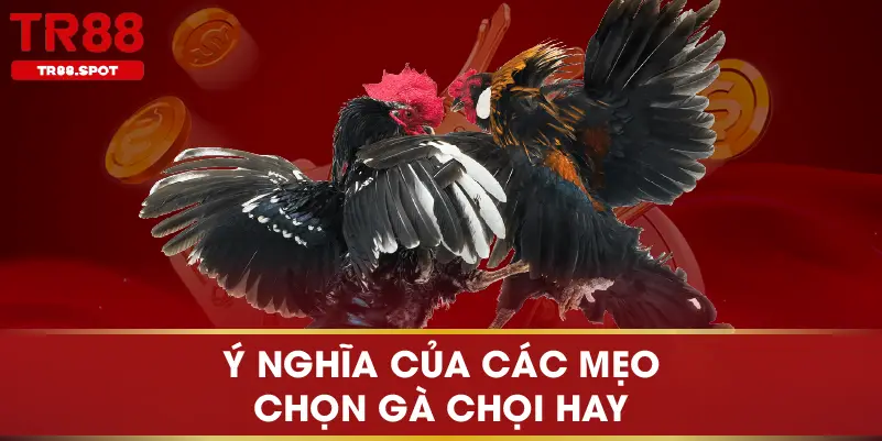 Ý nghĩa của các mẹo chọn gà chọi hay
